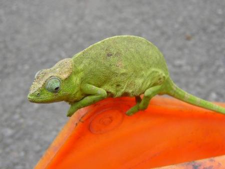 cameleon